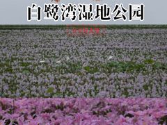 -白鹭湾湿地公园