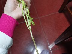 -豆豆花艺(新光天地店)