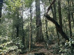 -云南屏边大围山国家公园