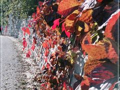 -北京鹫峰国家森林公园