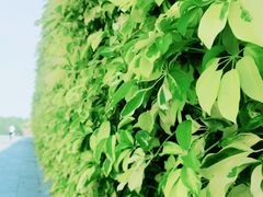 -深圳国际园林花卉博览园