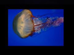 -太平洋海底世界