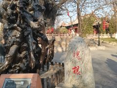 -大槐树寻根祭祖园