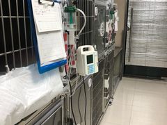 -申普宠物医院·心脏介入·心血管微创(总院)