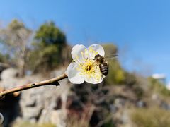 -上海吴淞炮台湾国家湿地公园