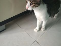 -艾吉宠物医院·疑难杂症转诊中心·猫友好(碧江路院)