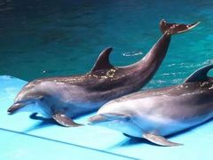 -芜湖新华联大白鲸海洋公园