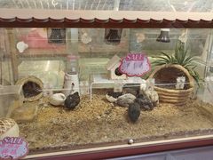 -宝鸡东道花鸟鱼虫市场(吉利花园商场店)