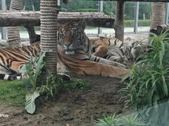 -西霞口神雕山野生动物世界