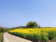-桑洲油菜花景区