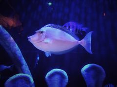 -悉尼海洋生物水族馆