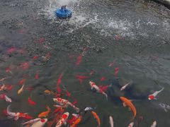 -华山御温泉度假村