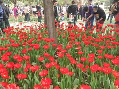 -洛阳郁金香牡丹园