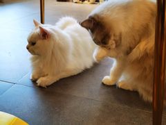 -飞行喵MR PILOT|猫舍·猫咖(静安大融城店)