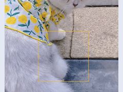 -FAELING PETS美天灵宠物(富力广场店)