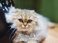 -猫亿天猫咖