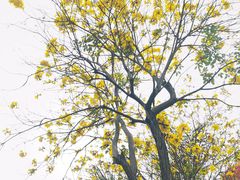 -深圳湾公园(南山区)