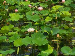 -溱湖国家湿地公园