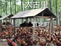 -国庆鸡杂老店