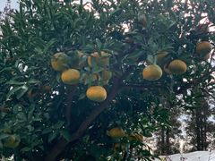 -上海长兴岛郊野公园