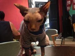 -猫色咖啡·猫咖
