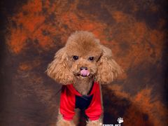-超宠爱宠物摄影-Super pet