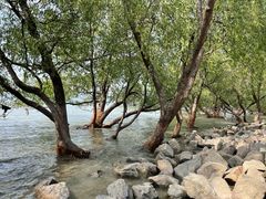 -宝安西湾红树林湿地公园