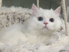 -爱洗澡的猫(天河路店)