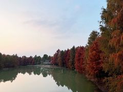 -上海海湾国家森林公园