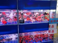 -朝来春花卉市场