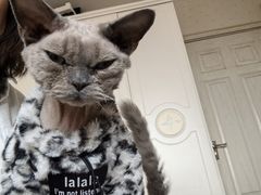 -瑞派·关忠动物医院·猫专科·犬专科(三环新城店)