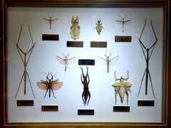 -上海昆虫博物馆