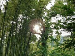 -西湖风景区十里琅珰-五云山