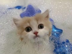 -车接车送·寄养洗护·德文猫舍(大宁店)