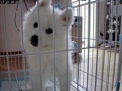 -翊宠yipet猫狗购宠庄园犬舍•猫舍