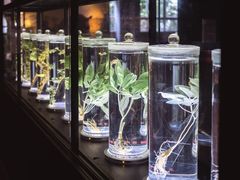 -广东中医药博物馆
