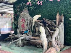 -野象谷景区