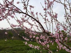 -南京市江宁方山