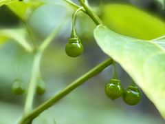 -东天目山风景区
