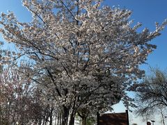 -田园东方蜜桃村的田野营地