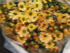 -溪岸路花鸟市场