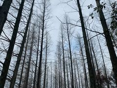 -东平国家森林公园