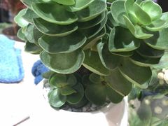 -AEON永旺(东方宝泰店)