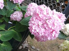 -凤来栖·净庭院·火锅(欧尚店)