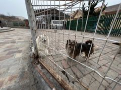 -清风小镇闯关东影视基地