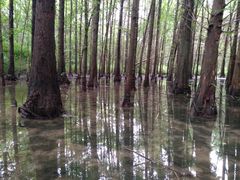 -桤木河湿地公园