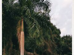 -云溪植物园