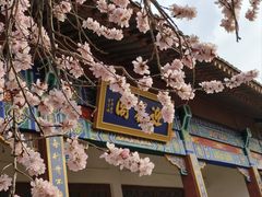 -桃花堤公园