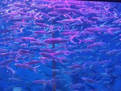 -成都浩海立方海洋公园