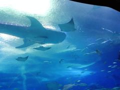 -长隆海洋王国-海洋大街餐厅